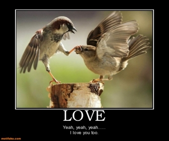 love-love-funny-birds-demotivational-posters-1309491686
